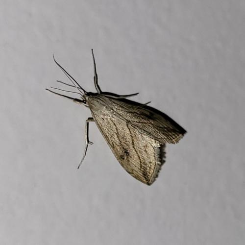 Réf. 309 395 : Evergestis forficalis